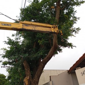 Ação preventiva reduz ocorrências de queda de árvores em Indiana